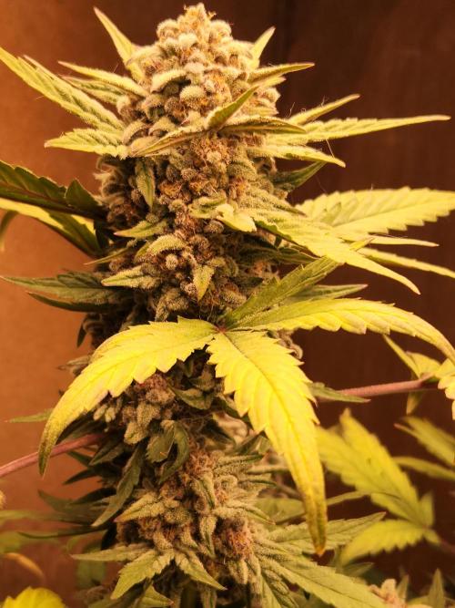 Top-dress-off Grean Bycicle's. Week 9