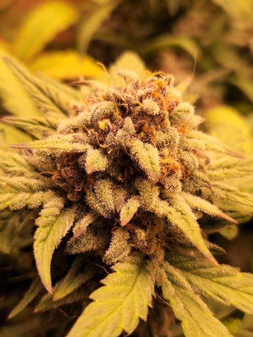 Top-dress-off Grean Bycicle's. Week 9