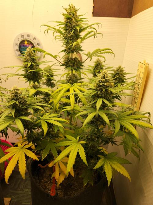 Top-dress-off Kaiju Nutrients. Week 9