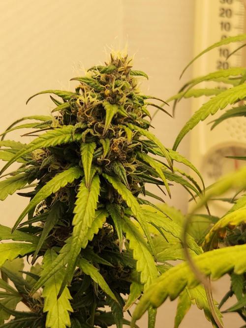 Top-dress-off Kaiju Nutrients. Week 9