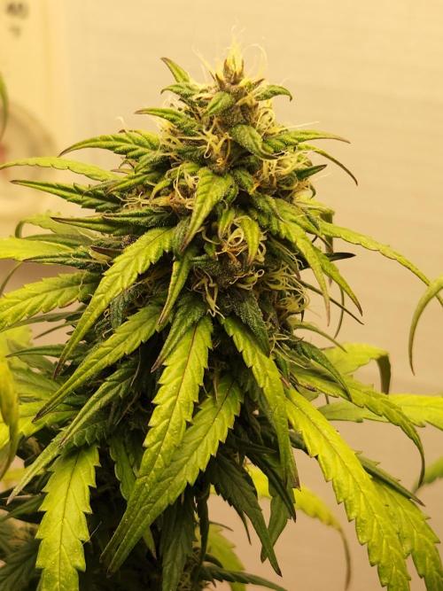 Top-dress-off Kaiju Nutrients. Week 9