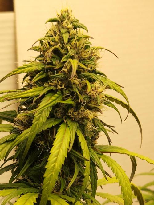 Top-dress-off Kaiju Nutrients. Week 9