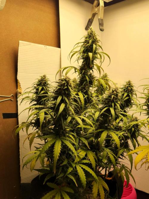 Top-dress-off Kaiju Nutrients. Week 9