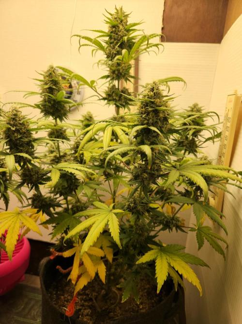 Top-dress-off One-Shot NFTG. Week 8