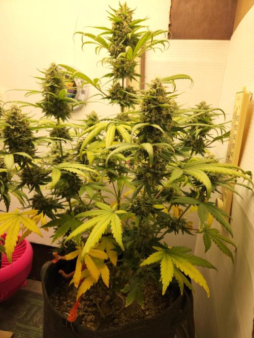 Top-dress-off One-Shot NFTG. Week 8