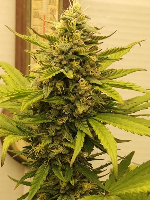 Top-dress-off One-Shot NFTG. Week 8