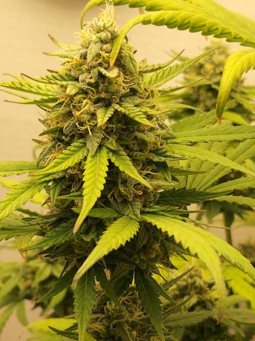 Top-dress-off One-Shot NFTG. Week 8