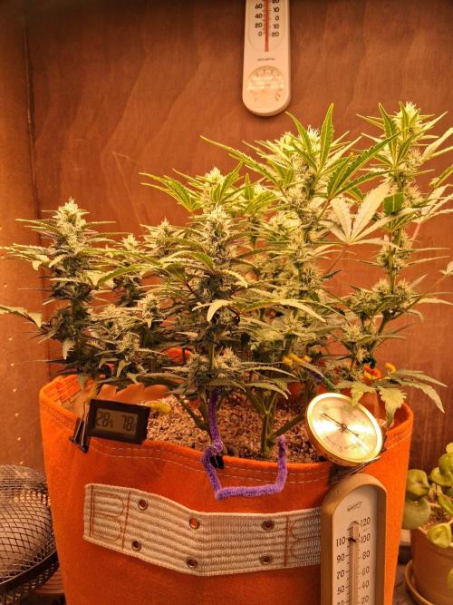 Sativa dominant autoflower. Week 6