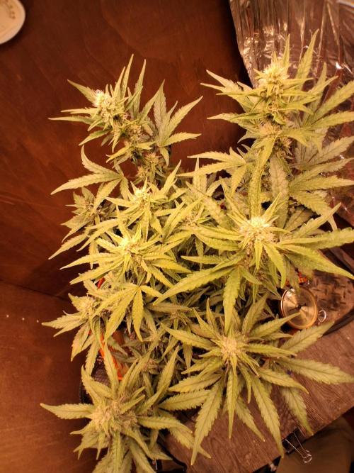 Sativa dominant autoflower. Week 6