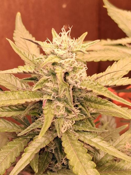 Sativa dominant autoflower. Week 6