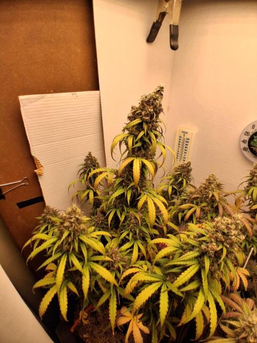 Top-dress-off Kaiju Nutrients. Week 11