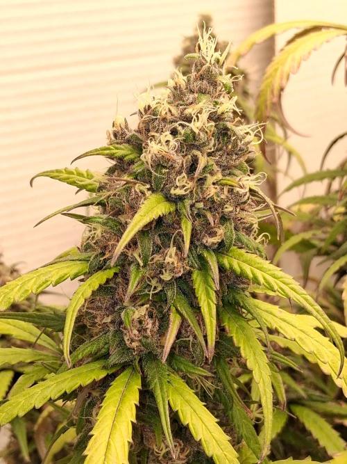 Top-dress-off Kaiju Nutrients. Week 11