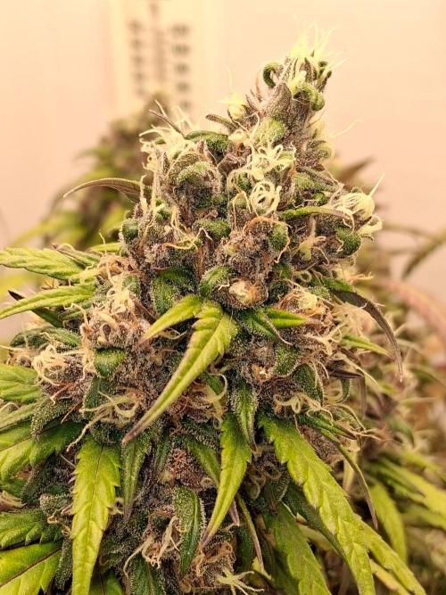 Top-dress-off Kaiju Nutrients. Week 11