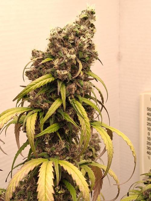 Top-dress-off Kaiju Nutrients. Week 11