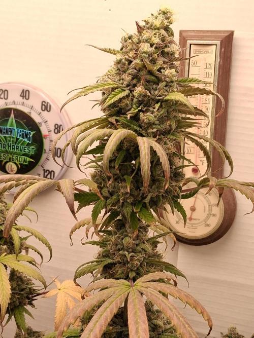 Top-dress-off One-Shot NFTG. Week 10