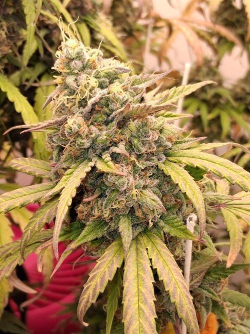 Top-dress-off One-Shot NFTG. Week 10