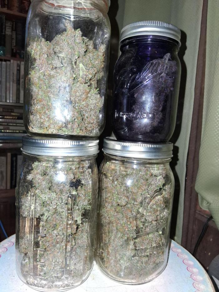 Top-dress-off Kaiju Nutrients. Week 12