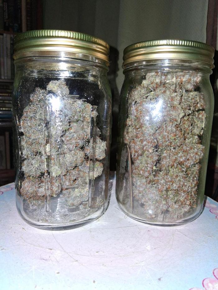 Sativa dominant autoflower. Week 7