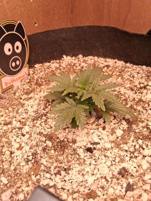 Mephisto Limited. Week 2