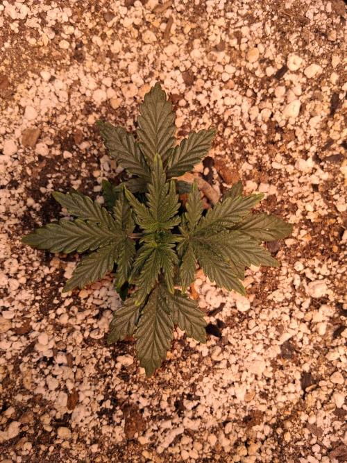 Mephisto Limited. Week 2