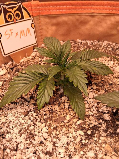 Night Owl collab. Week 2