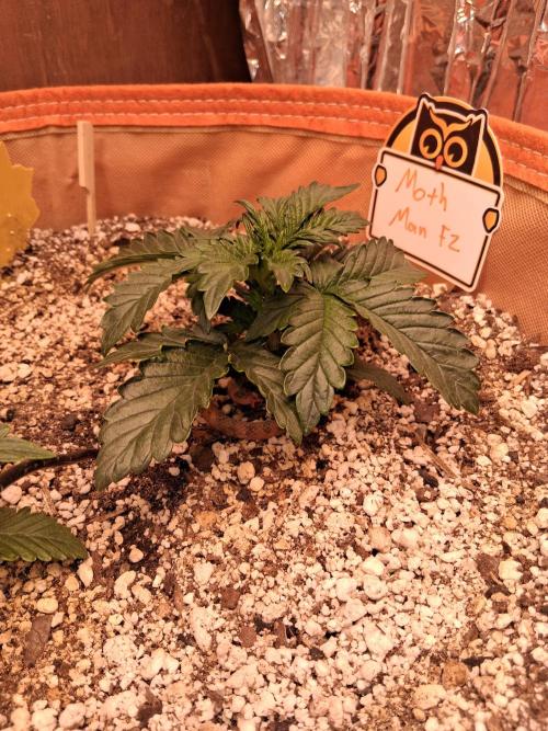 Gnome Automatics. Week 2