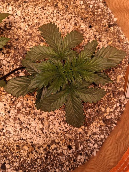 Gnome Automatics. Week 2