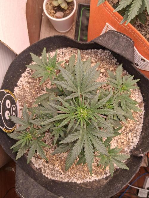 Mephisto Limited. Week 3