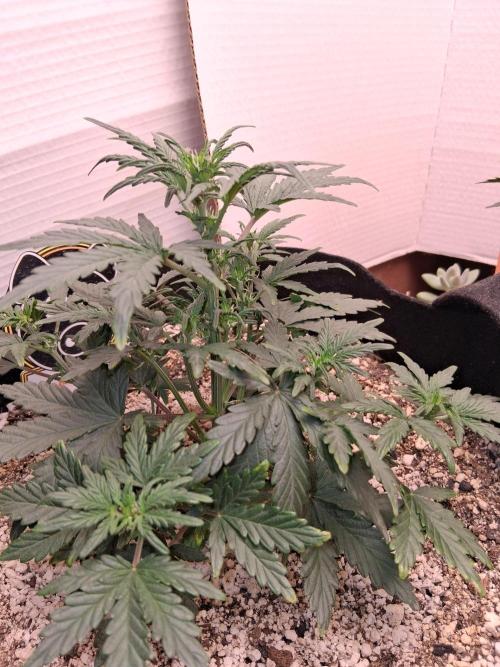 Mephisto Limited. Week 3