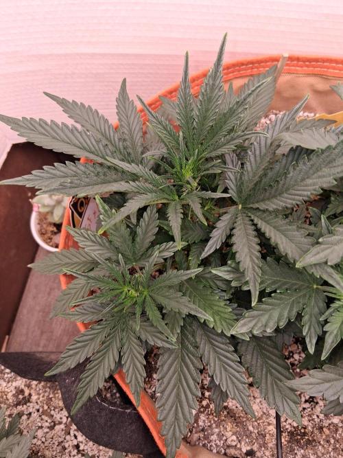 Night Owl collab. Week 3