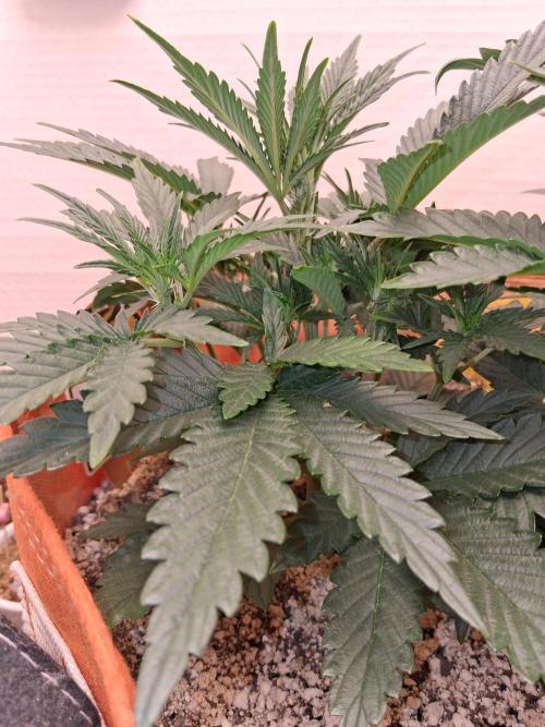 Night Owl collab. Week 3