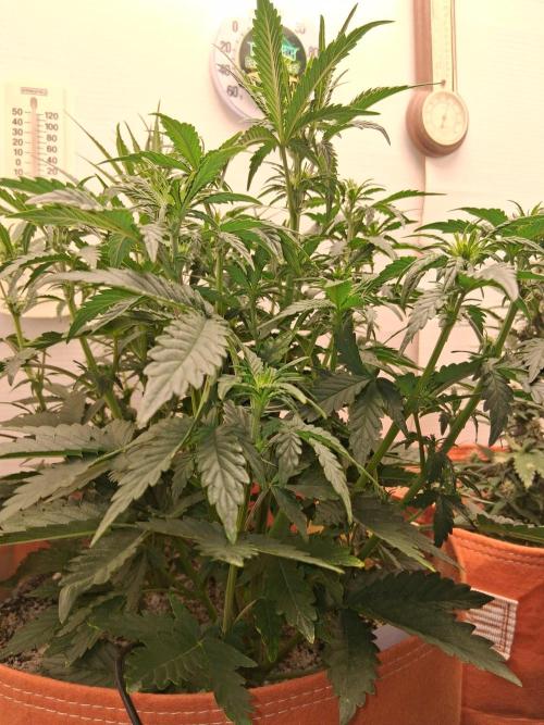 Gnome Automatics. Week 4