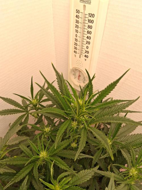 Night Owl collab. Week 4