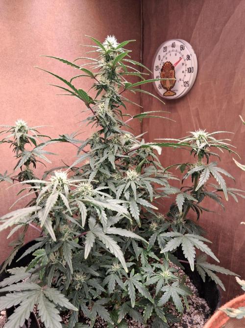 Mephisto Limited. Week 5
