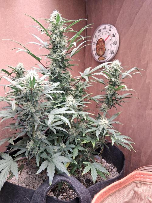 Mephisto Limited. Week 6