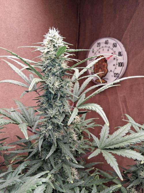Mephisto Limited. Week 6