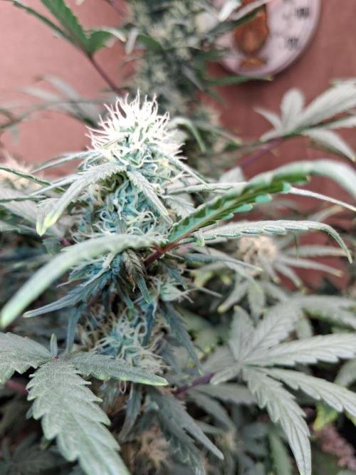 Bubbasquanch. Week 6