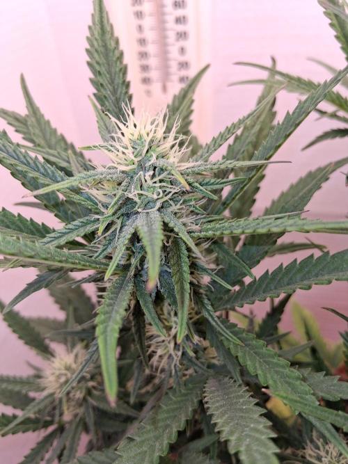 Electric Sky 180 V2. Week 6