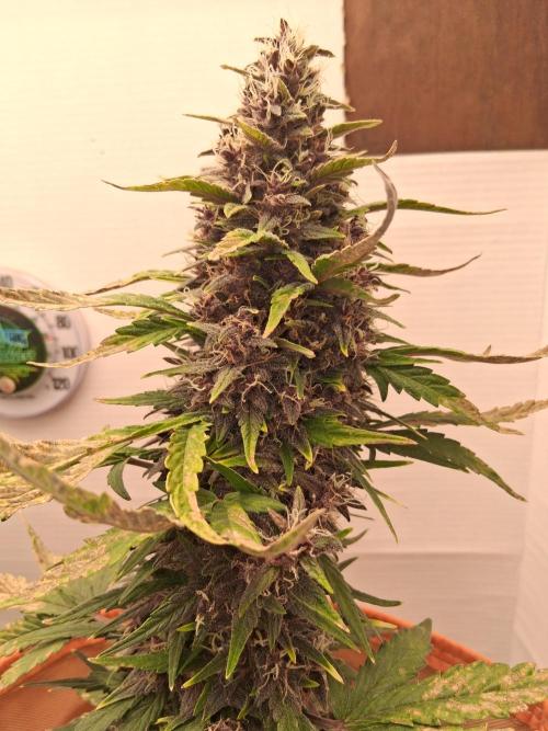 Nancy's Own. Week 7