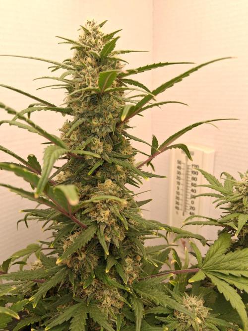 Mephisto Limited. Week 7