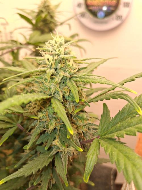 Mephisto Limited. Week 7