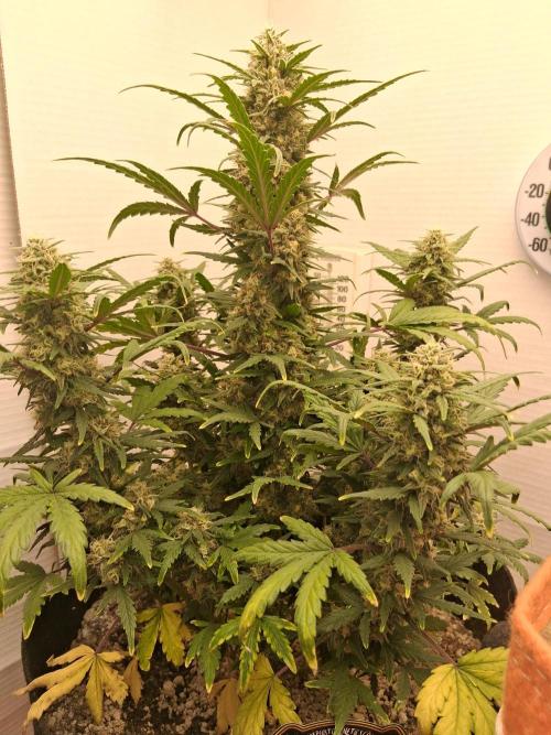 Bubbasquanch. Week 7