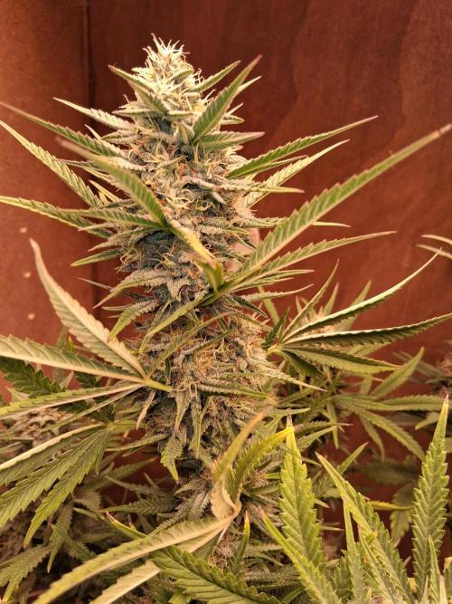 Electric Sky 180 V2. Week 7