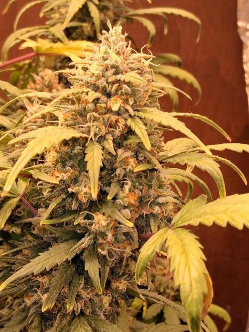 Mephisto Limited. Week 10