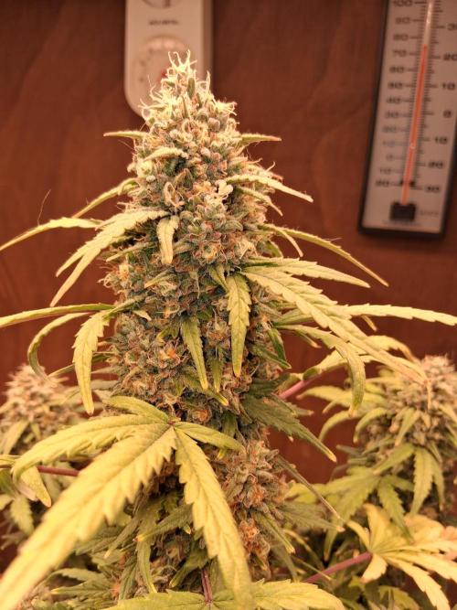 Mephisto Limited. Week 10