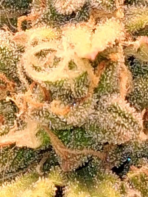 Mephisto Limited. Week 10