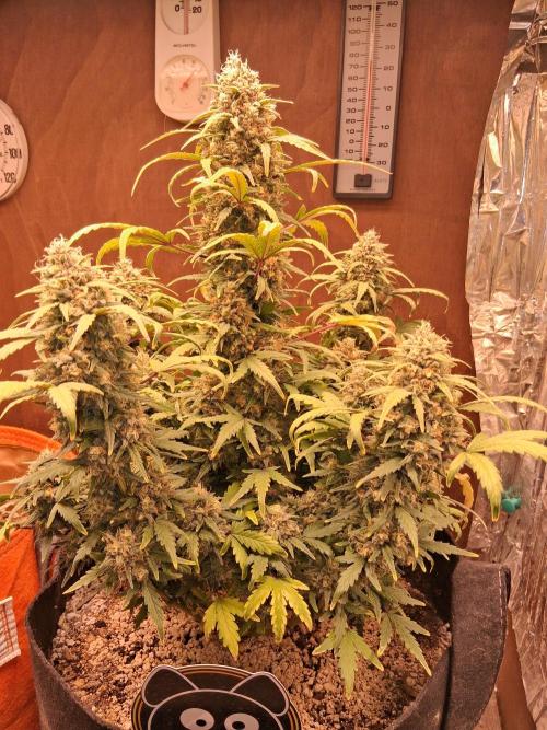 Bubbasquanch. Week 10