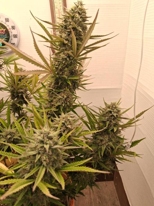 Night Owl collab. Week 10