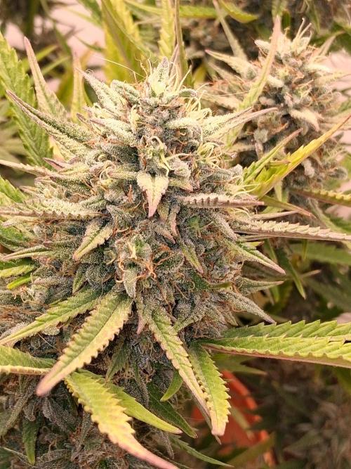 Night Owl collab. Week 10