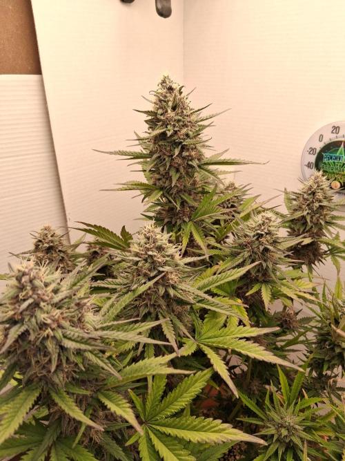 Moth Man. Week 10